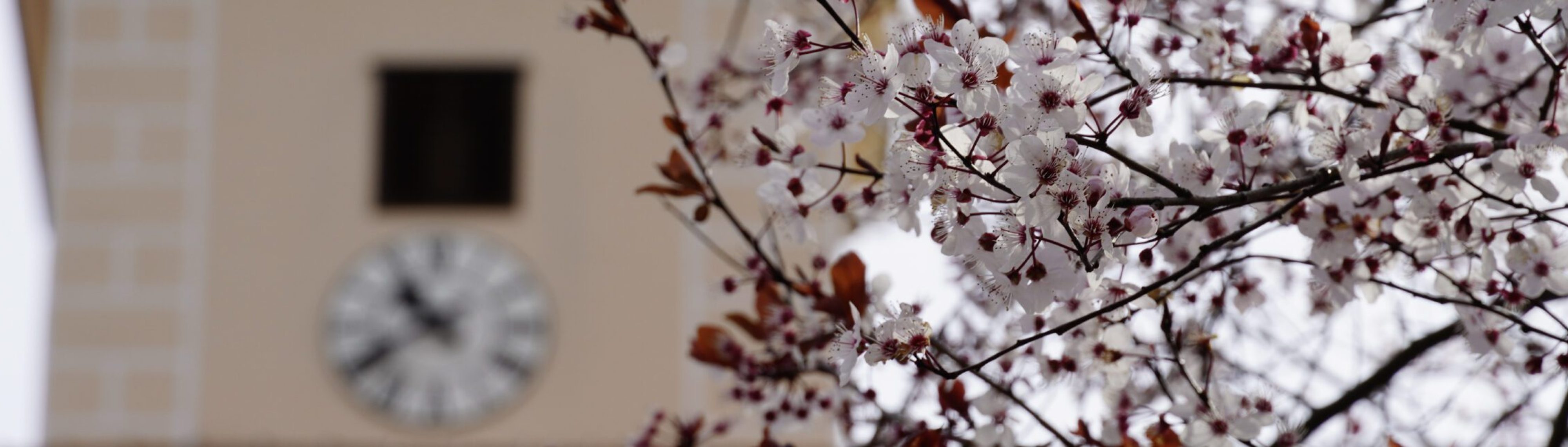 header-fruehling-scaled